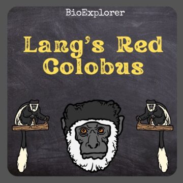 Lang’s Red Colobus