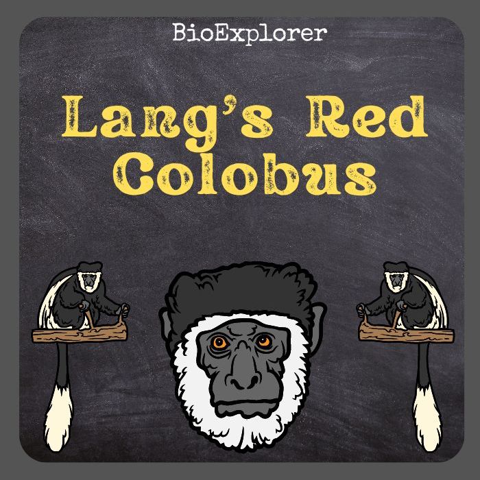 Lang’s Red Colobus