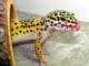Leopard Gecko | Lifespan, Diet, Reproduction & Ecological Importance