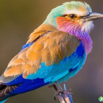 Lilac-breasted roller with purple, blue, and turquoise plumage