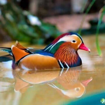 Mandarin duck with vivid orange, blue, and white plumage