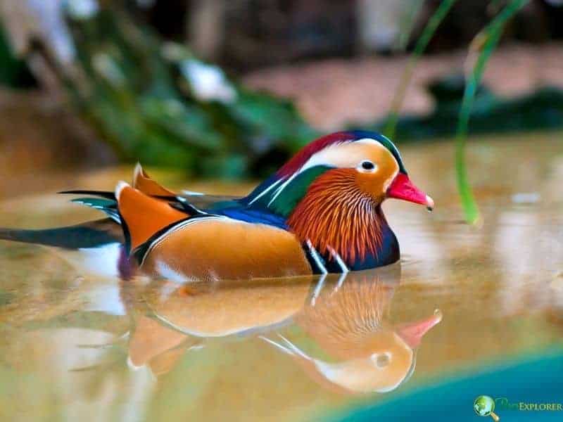 Mandarin duck swimming on water showing orange sails, purple chest, white facial stripes, and multicolored plumage