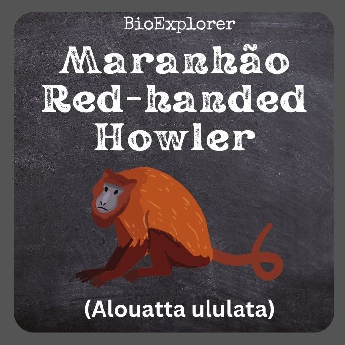 Maranhão Red-Handed Howler Characteristics | Alouatta Ululata Facts