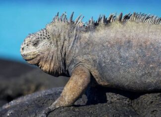 Marine Iguana