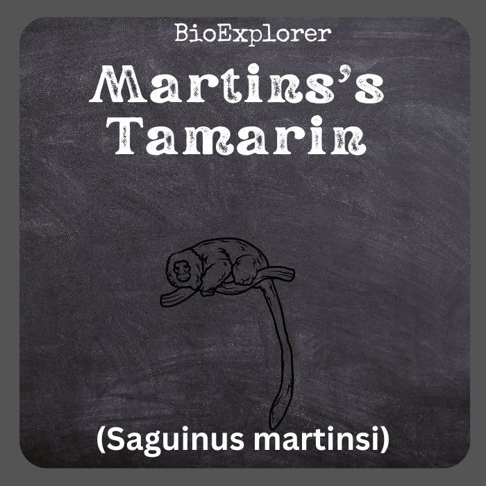 Martins’ Tamarin