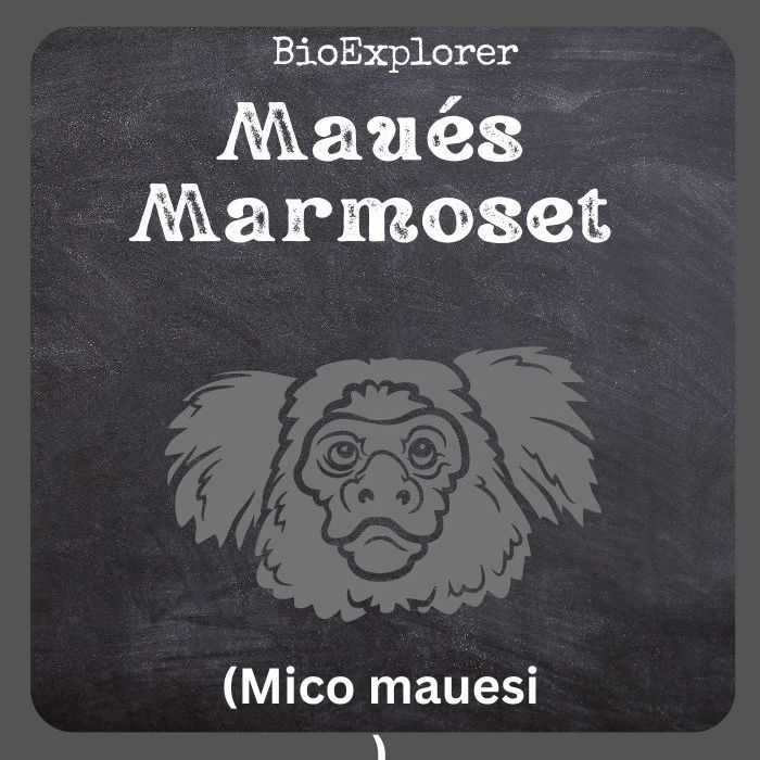 Maués Marmoset