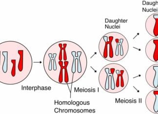 What is Meiosis?
