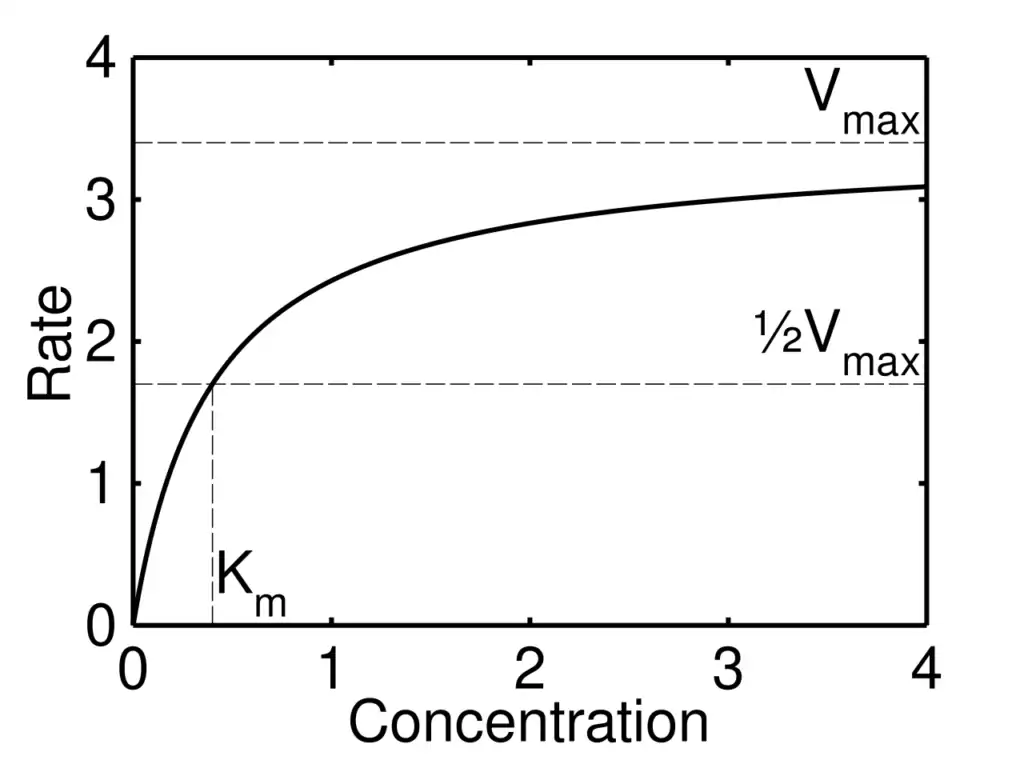 Michaelis-Menten saturation curve graph plotting enzyme reaction velocity against substrate concentration, showing the curve rising toward Vmax with Km marked at the substrate concentration giving half-maximal velocity