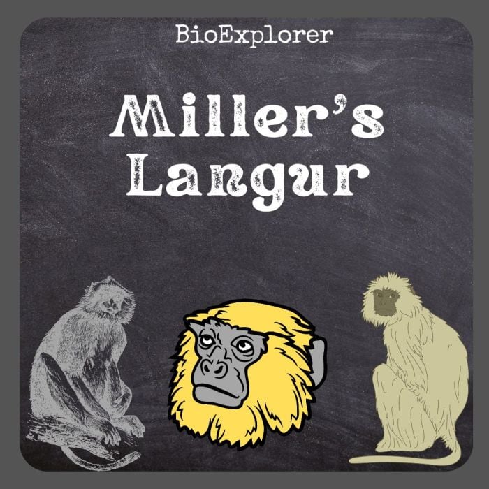 Miller’s Langur
