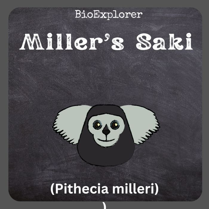 Miller’s Saki