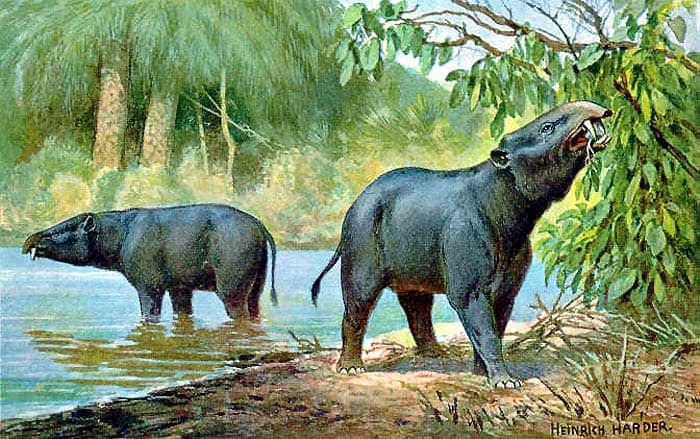 Moeritherium Moeritherium