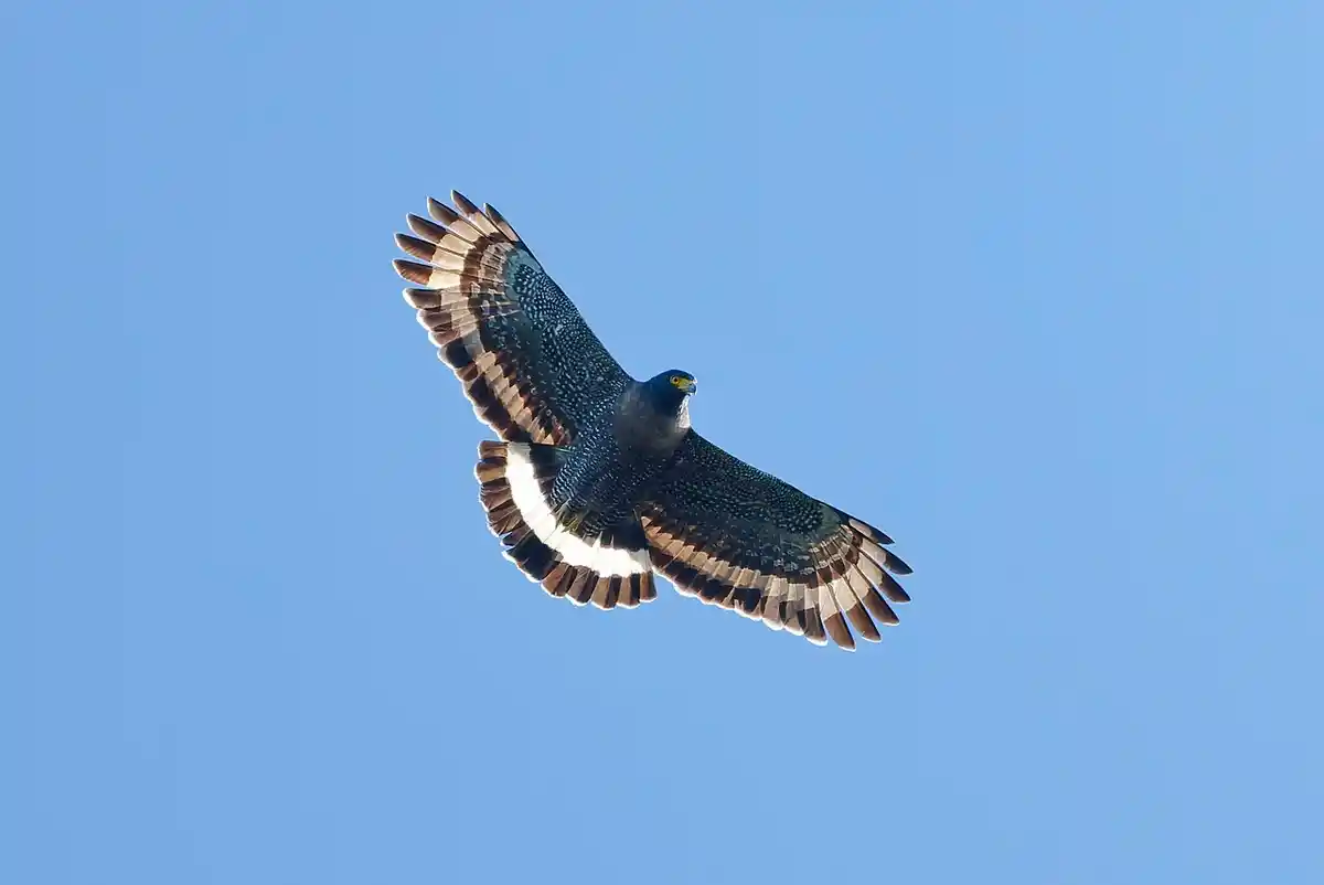 Mountain Serpent Eagle