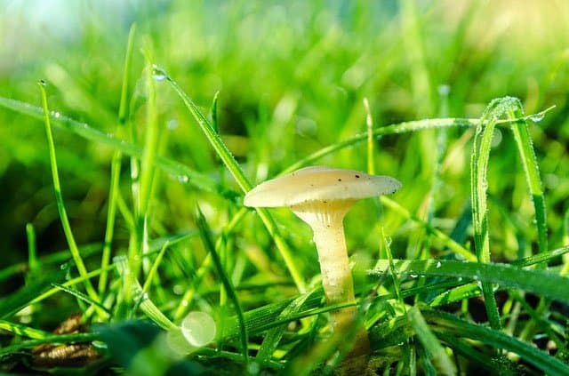 Divisions of Biology: Mycology Divisions of Biology: Mycology