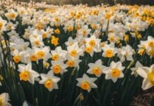 The 25 Most Captivating Narcissus Flowers You Need to Know!