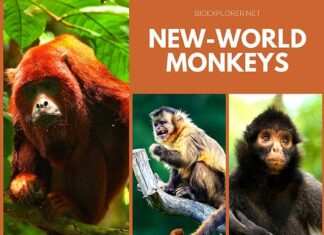 Types of New-World Monkeys