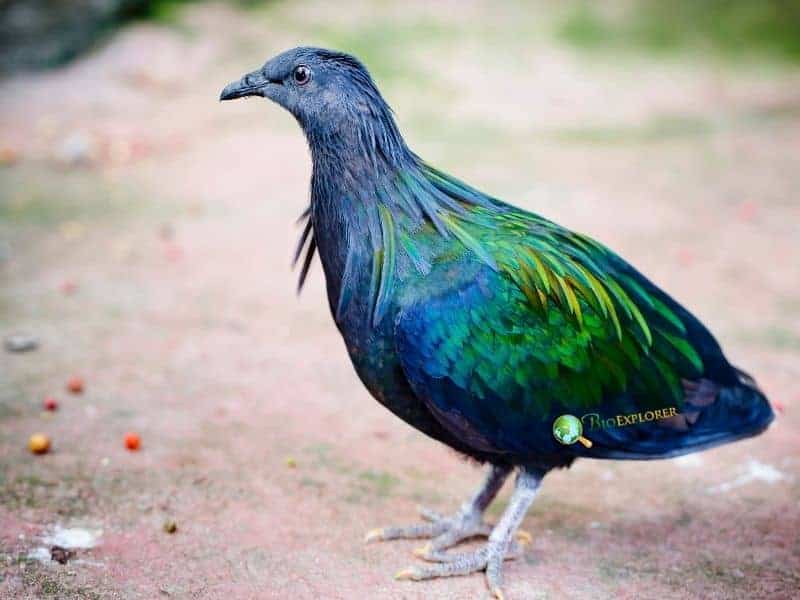 Nicobar pigeon standing on the ground with iridescent green and bronze plumage and white tail