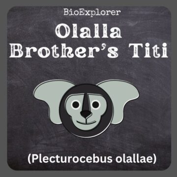Ollala Brothers’ Titi