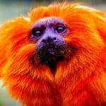 Orange Monkeys