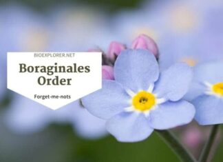 Order Boraginales / Forget-me-not & Comfrey Flowers