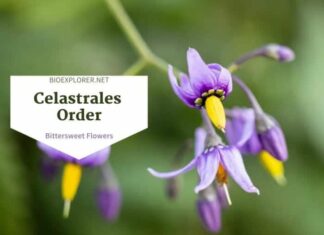 Order Celastrales / Bittersweet Flowers