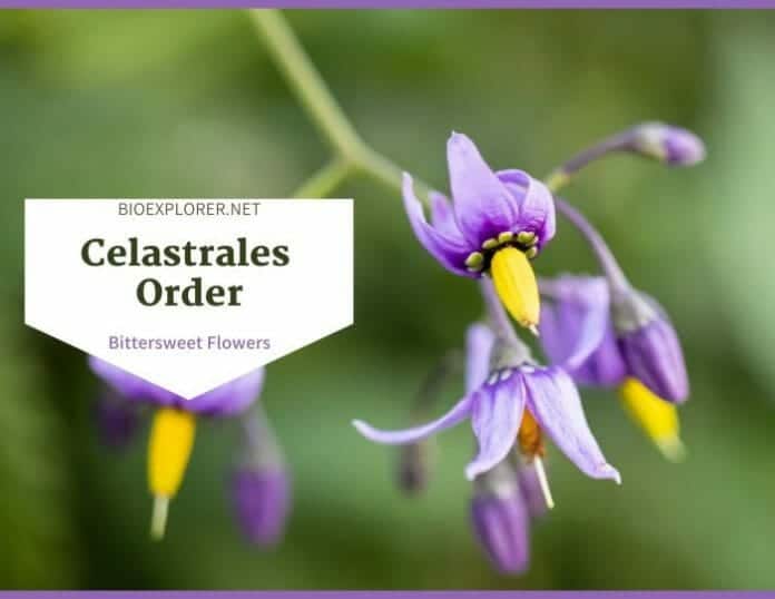 Celastrales Order Celastrales Characteristics | Bittersweet Flowers | BioExplorer.net