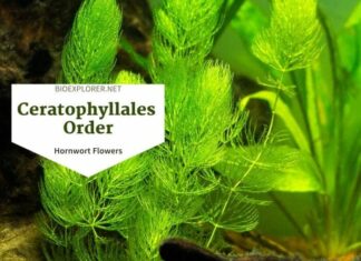 Order Ceratophyllales / Hornwort Flowers