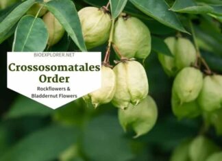 Order Crossosomatales / Rockflowers