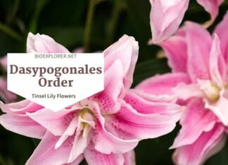 Order Dasypogonales / Tinsel Lily Flowers