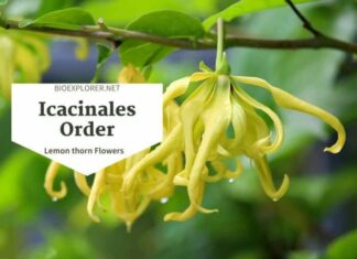 Order Icacinales / Lemon thorn Flowers
