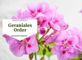 Order Geraniales / Geranium Flowers