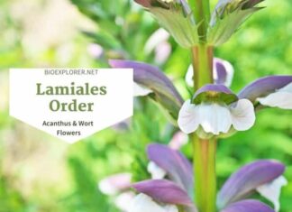 Order Lamiales / Acanthus & Mint Flowers