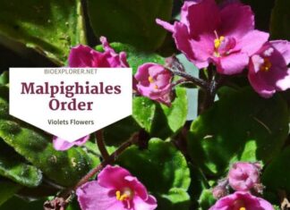 Order Malpighiales / Violets Flowers