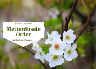 Order Metteniusales / White Pear Blossoms
