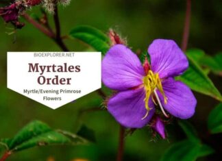 Order Myrtales / Myrtle Flowers