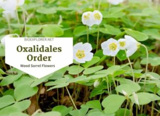 Order Oxalidales / Wood Sorrel Flowers