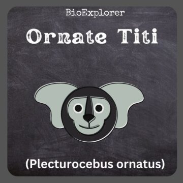 Ornate Titi