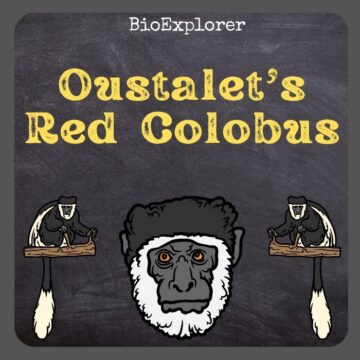 Oustalet’s Red Colobus