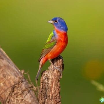Painted bunting with multicolored red, blue, and green plumage