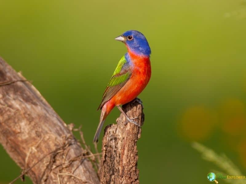 Painted bunting perched on a branch with deep blue head, bright red underparts, and green wings