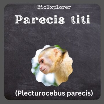 Parecis Titi
