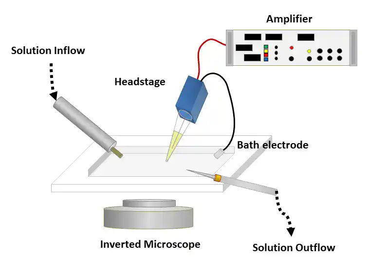 Patch clamp electrophysiology setup schematic with micropipette, amplifier, and inverted microscope