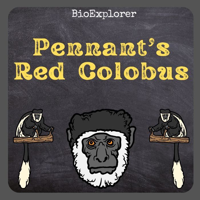 Pennant’s Red Colobus