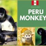 Peru Monkeys