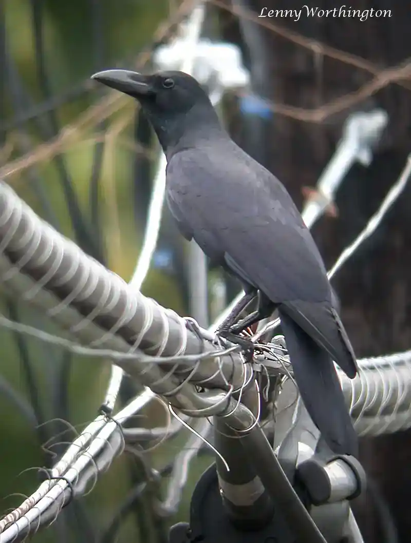 Philippine Jungle Crow sitting on electrical wire line.