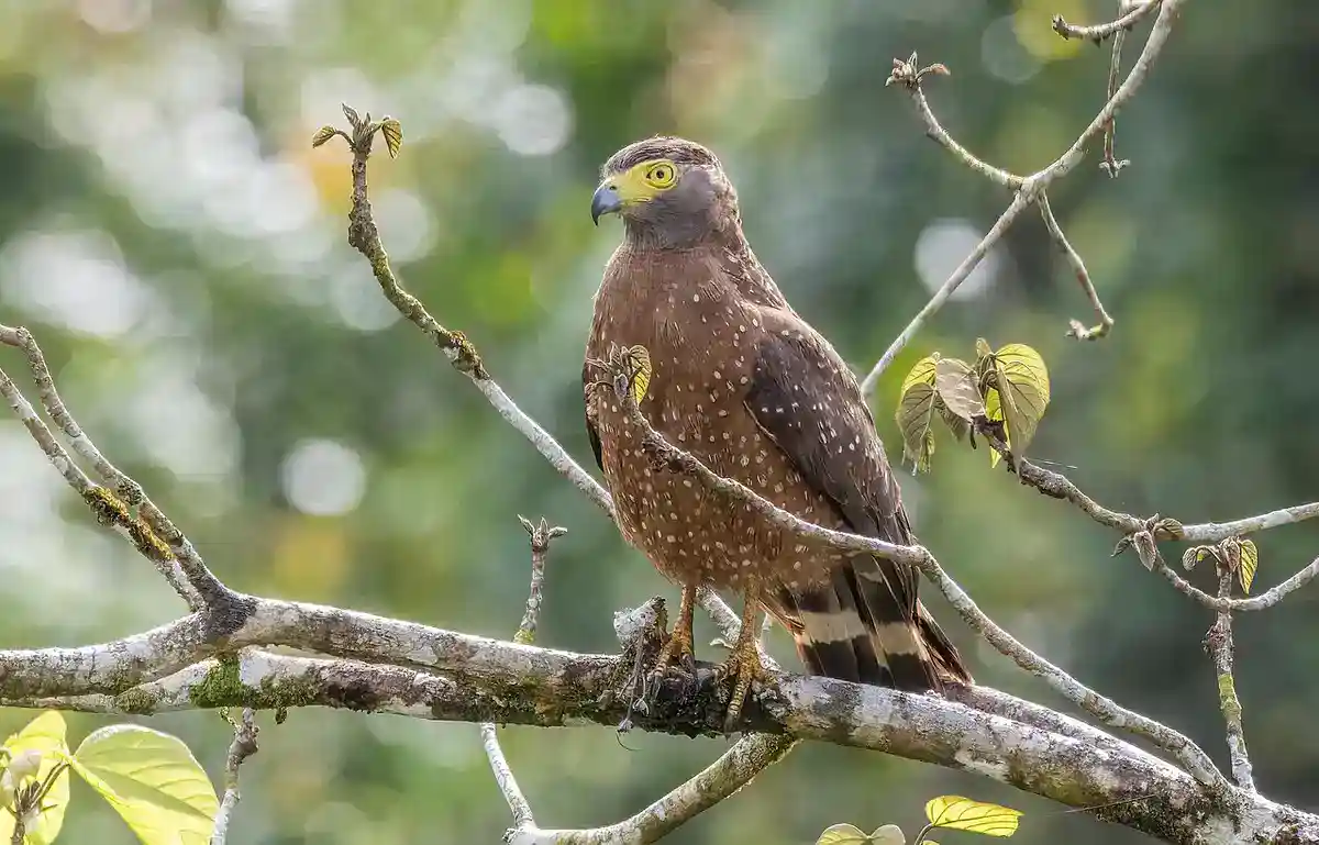 Philippine Serpent Eagle