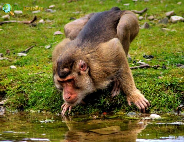 Pigtailed Macaque drinking water from a pond