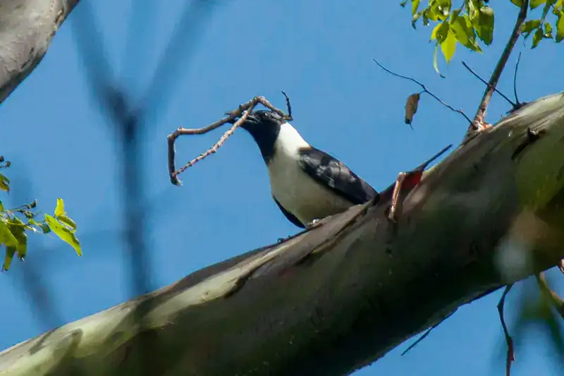 Piping Crow sitting on a tree branch