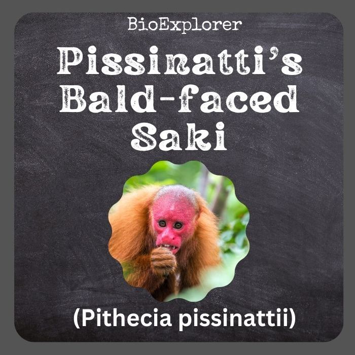 Pissinatti’s Bald-faced Saki