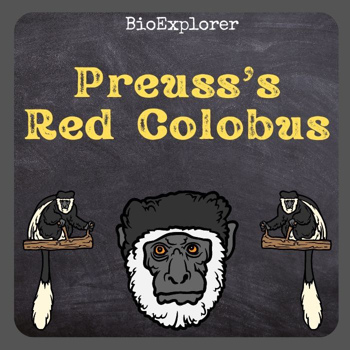 Preuss’s Red Colobus