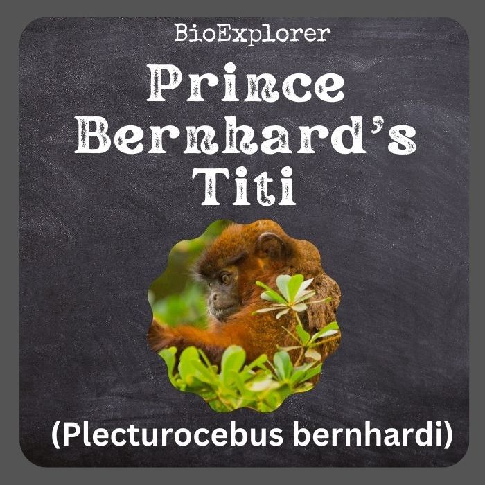 Prince Bernhard’s Titi